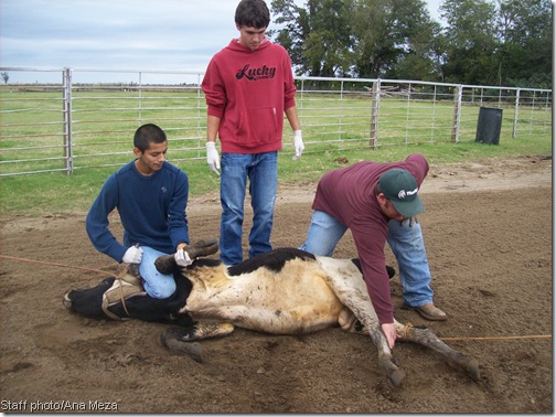 Students give cheers to steers in agri assignment