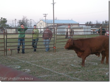 Cow patty bingo